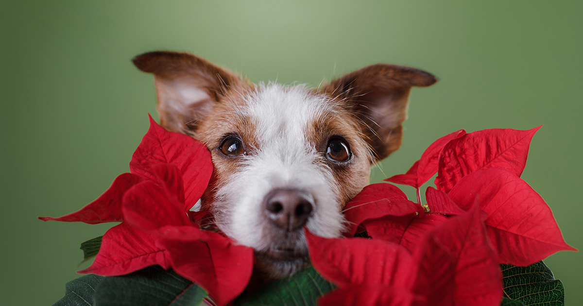 A dog resting its face in a poinsettia plant.