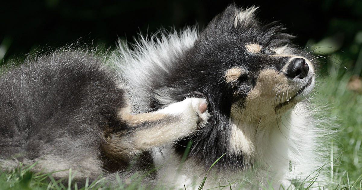 Dog Scratching Its Ear While Lying Outside | Diamond Pet Foods