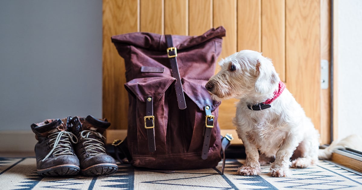 A small white dog standing next to a pair of boots and a backpack near the door.