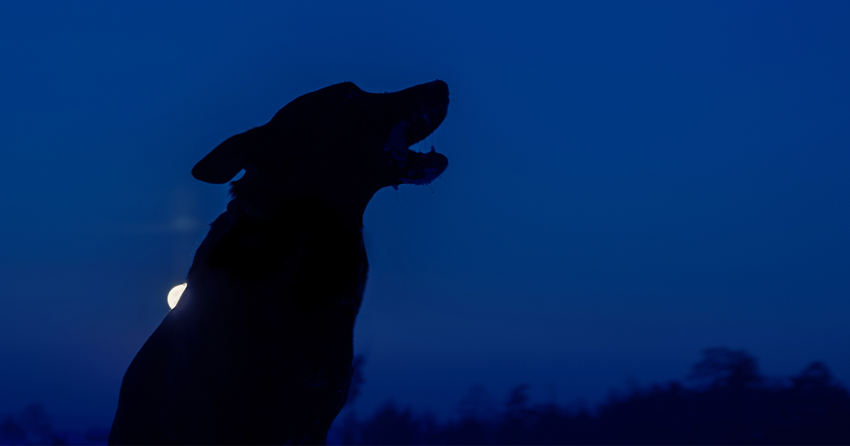 The outline of a dog howling at night with the moon in the background.