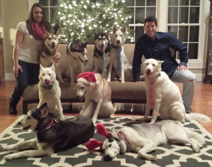 breakaway sled dogs