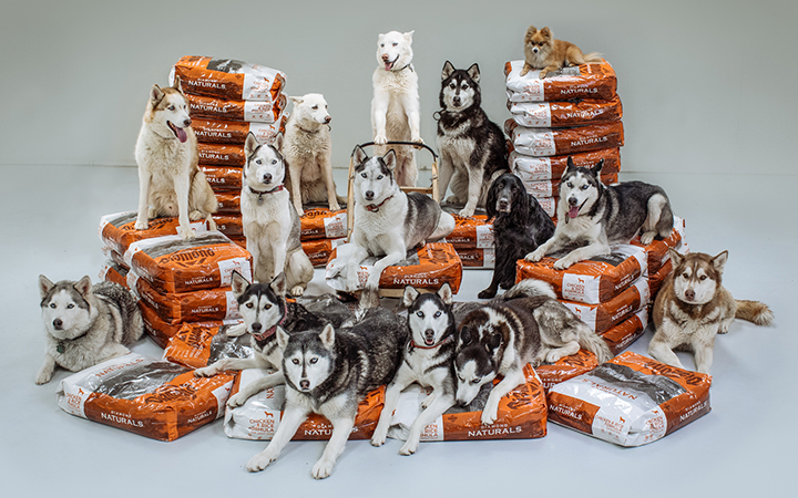 Dogs_BagShotComp