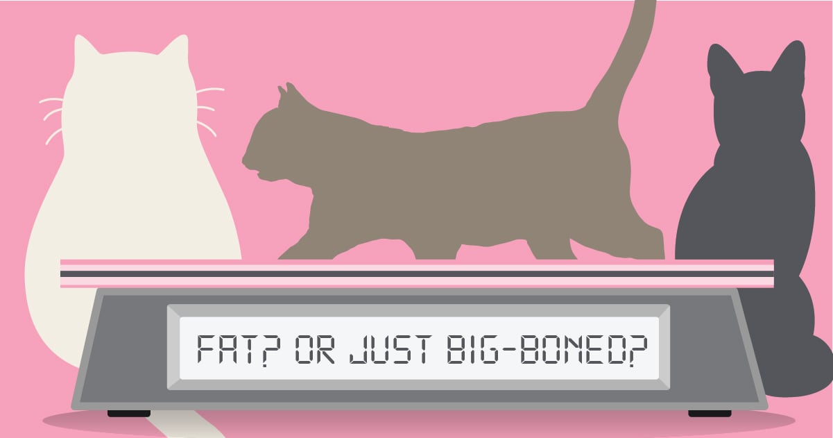 A cartoon graphic depicting cats and a weight scale that reads, 'Fat? Or just big-boned?'.