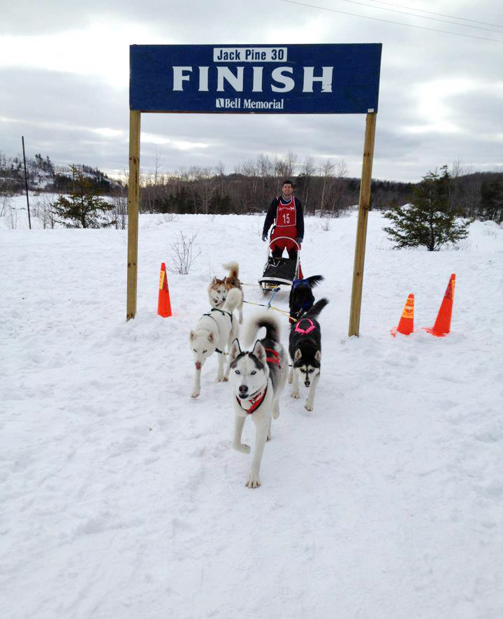 breakaway sled dogs