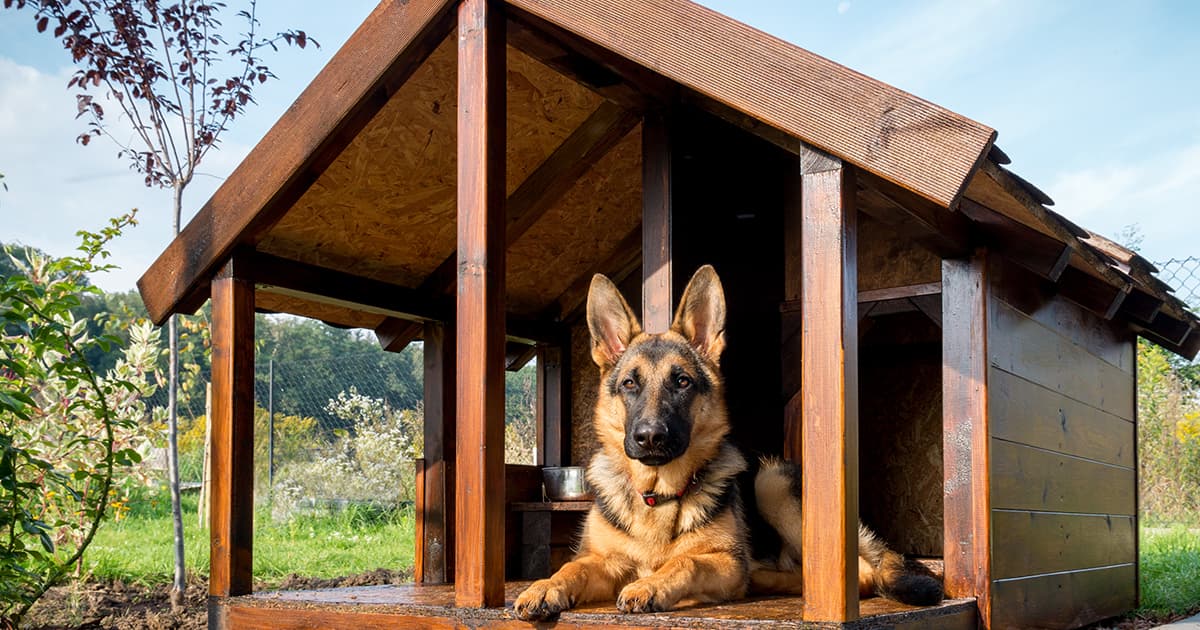 A German shepherd sitting inside a wooden doghouse outdoors.
