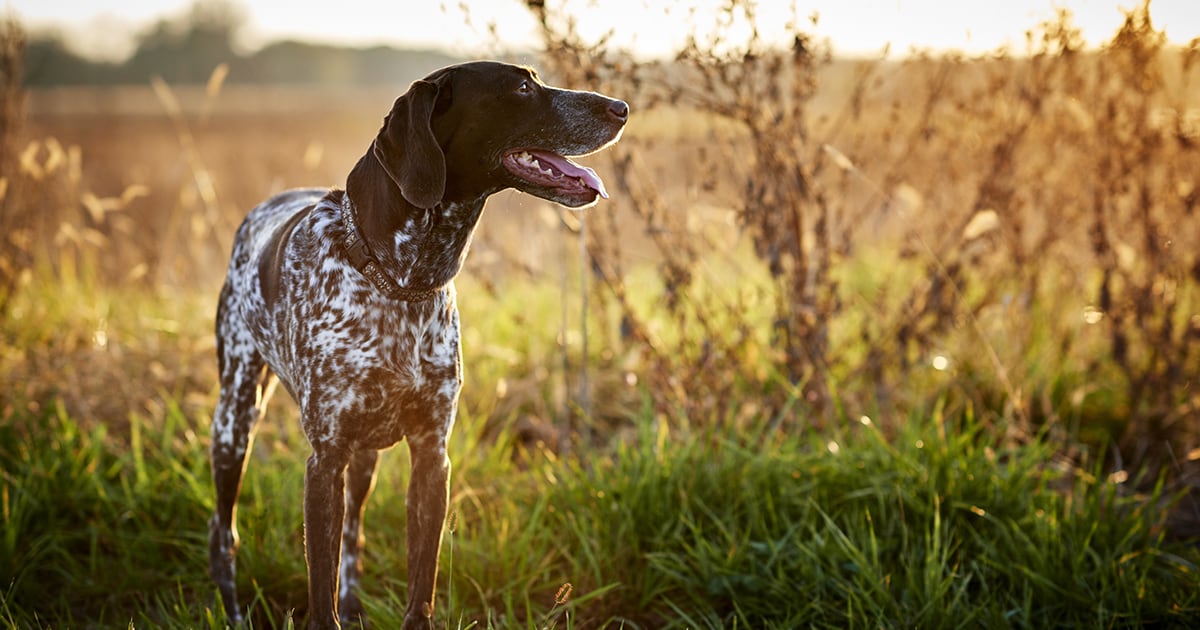 A German shorthaired pointer standing outside in tall grass.