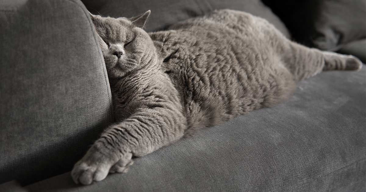 A gray cat sleeping comfortably on a couch.