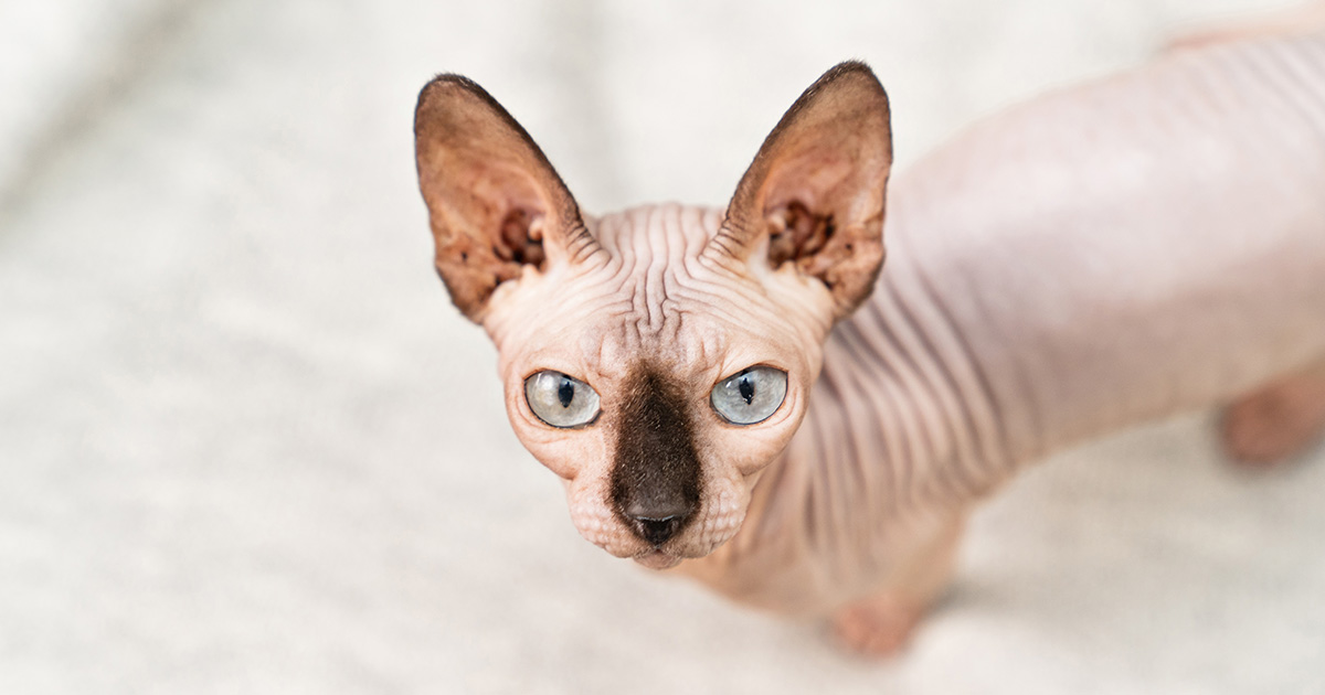 A hairless cat with gray eyes staring upward.