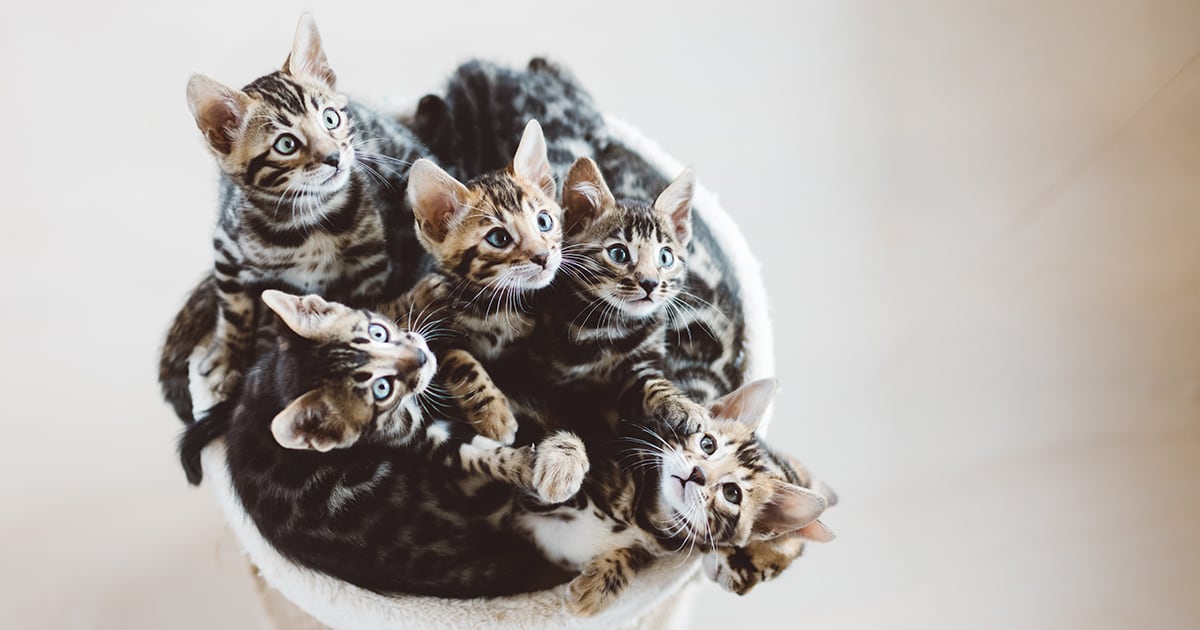 Kittens in a Basket | Diamond Pet Foods