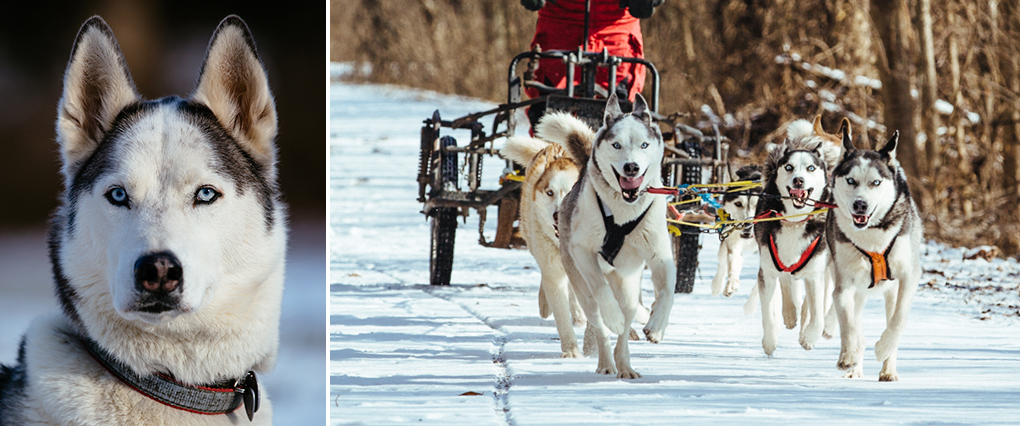 breakaway sled dogs