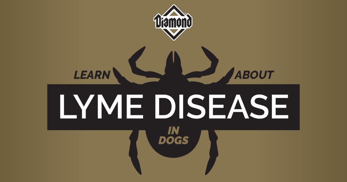A cartoon graphic of a tick with text overlaid that reads, 'Learn about Lyme disease in dogs'.