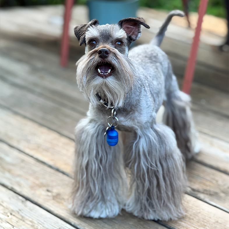 A miniature schnauzer with a full show-style coat, a long beard and long hair on its legs, standing on a wooden deck outside.