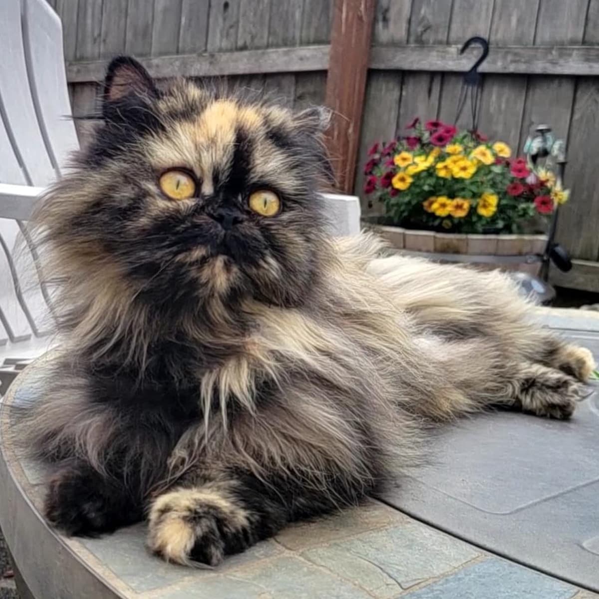 Photo of pet