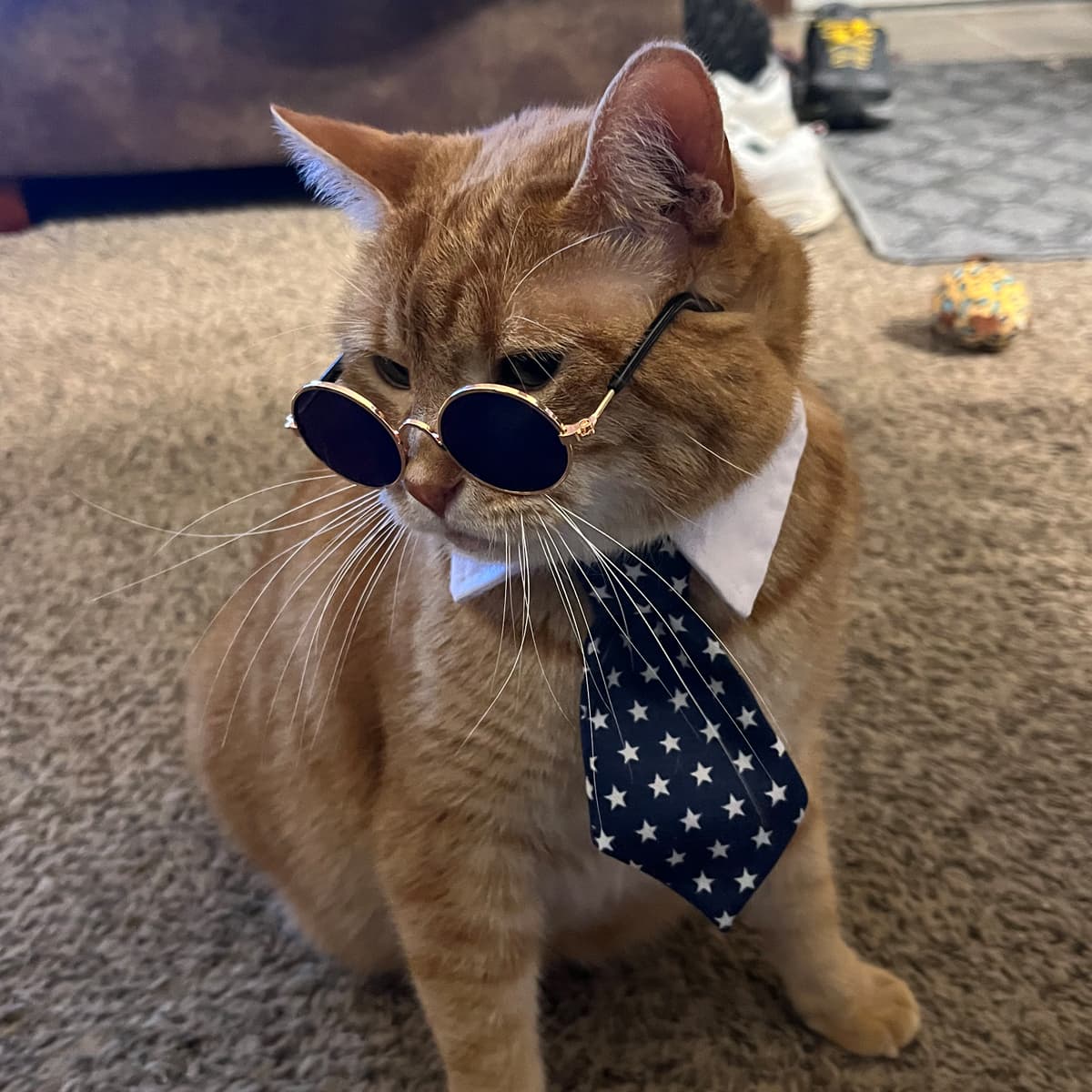 Photo of pet