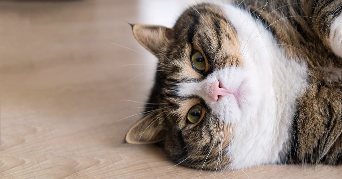 Overweight cat lying on wood floor.