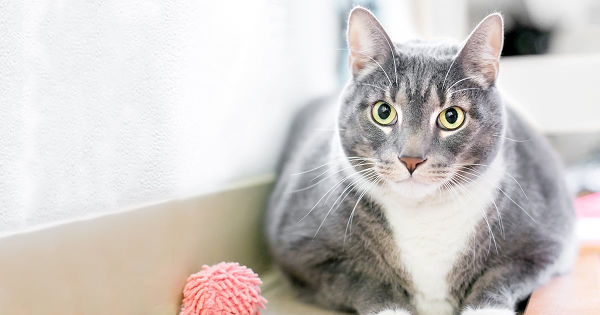 Overweight Cat Sitting on the Floor | Diamond Pet Foods