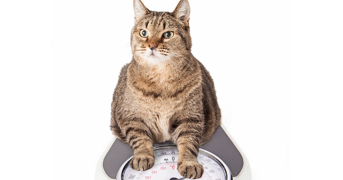 Overweight Cat Sitting on Weight Scale | Diamond Pet Foods