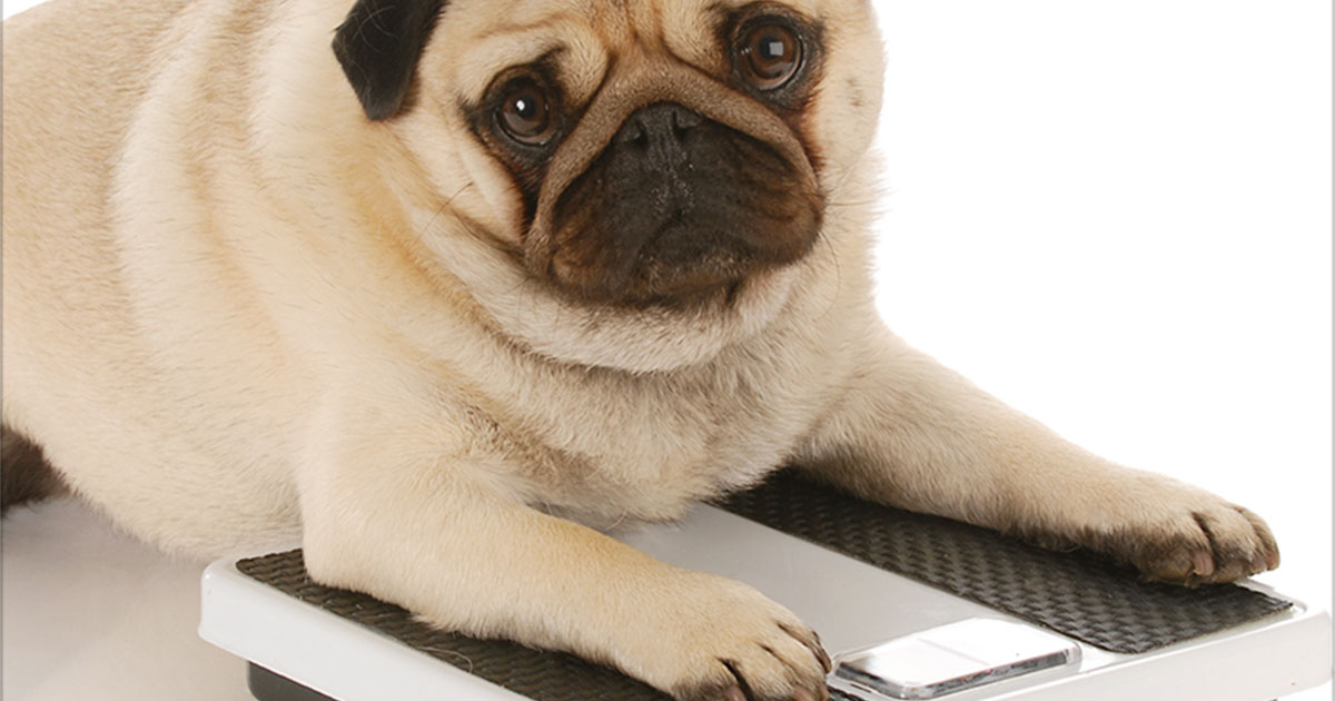 Overweight Pug on Scale | Diamond Pet Foods