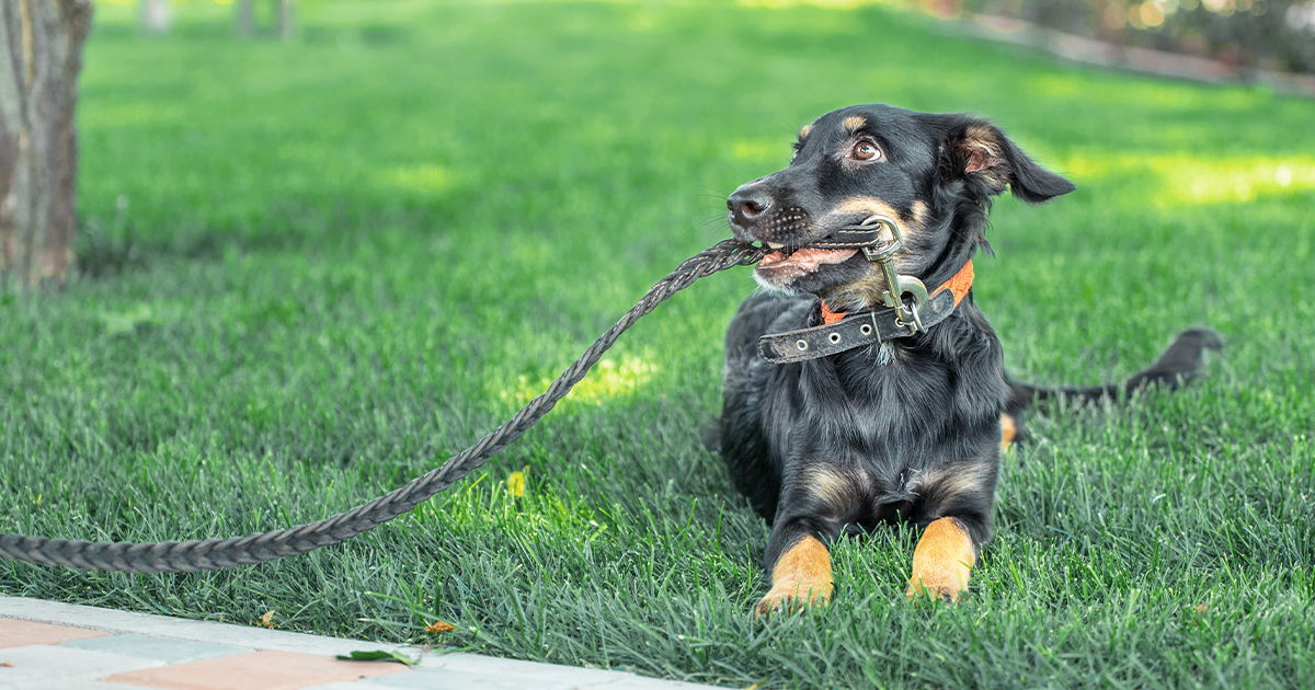 A black and tan puppy lying in the grass holding a leash in its mouth.