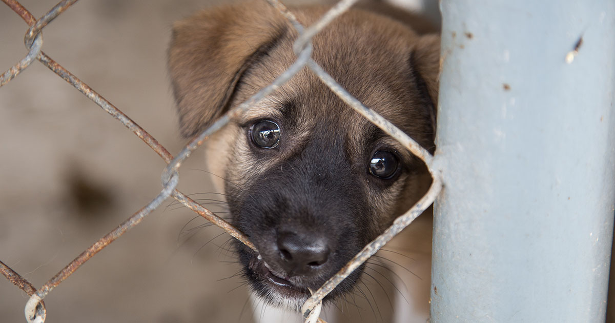 A puppy nibbling on a chain link fence.