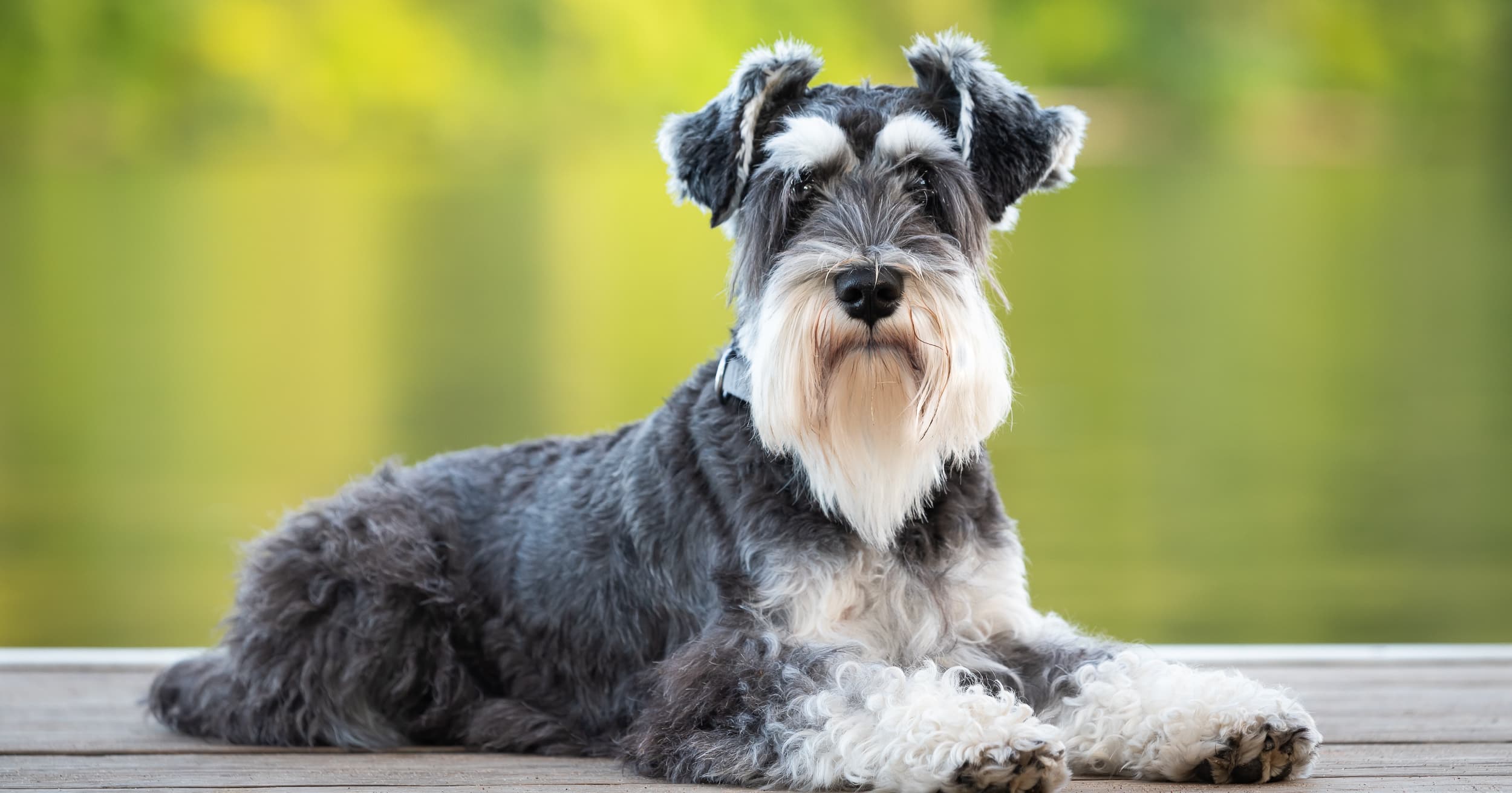 An adult schnauzer sitting on a wooden deck.