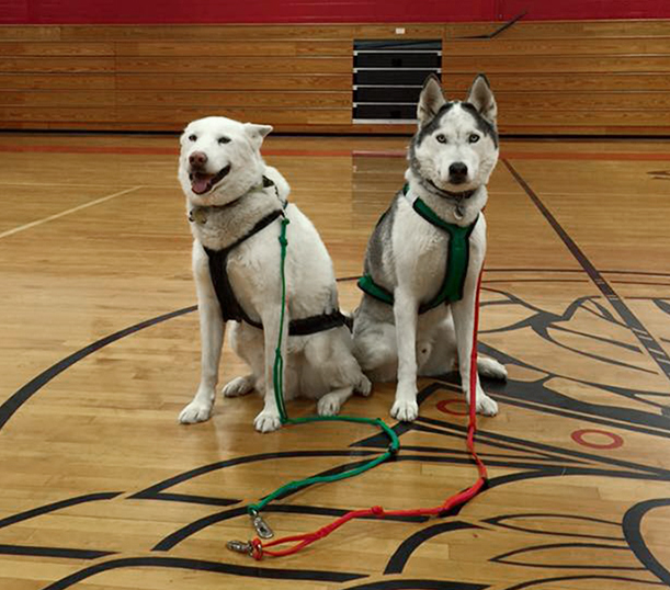 breakaway sled dogs