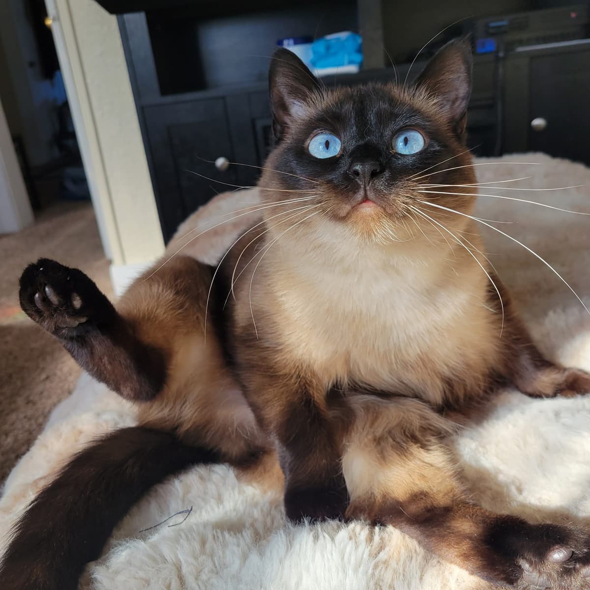 Photo of pet