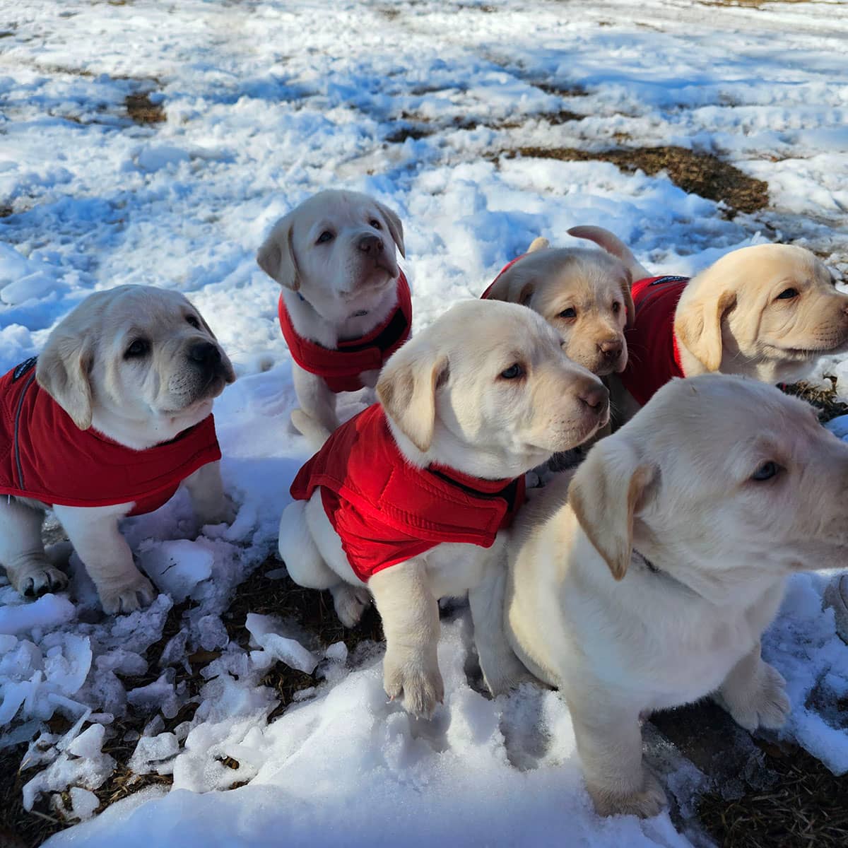 Six Labrador retriever puppies standing outside in the snow with several wearing a red jacket.