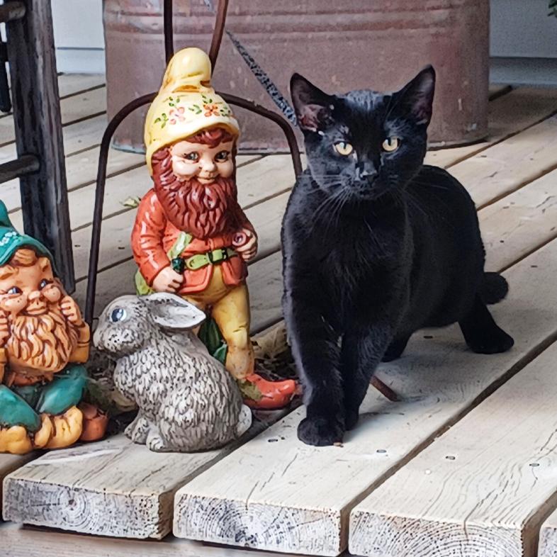 A small black cat standing on a wooden porch outside next to a ceramic rabbit and two ceramic garden gnomes.