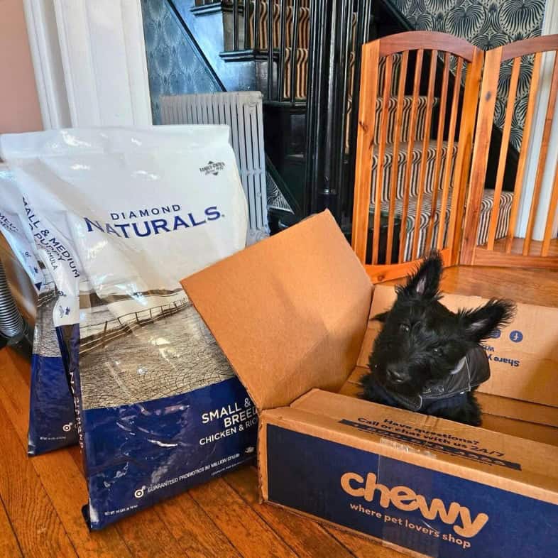 A small black dog sitting inside an empty chewy box next to two large bags of Diamond Naturals Small & Medium Breed Puppy Chicken & Rice Formula.