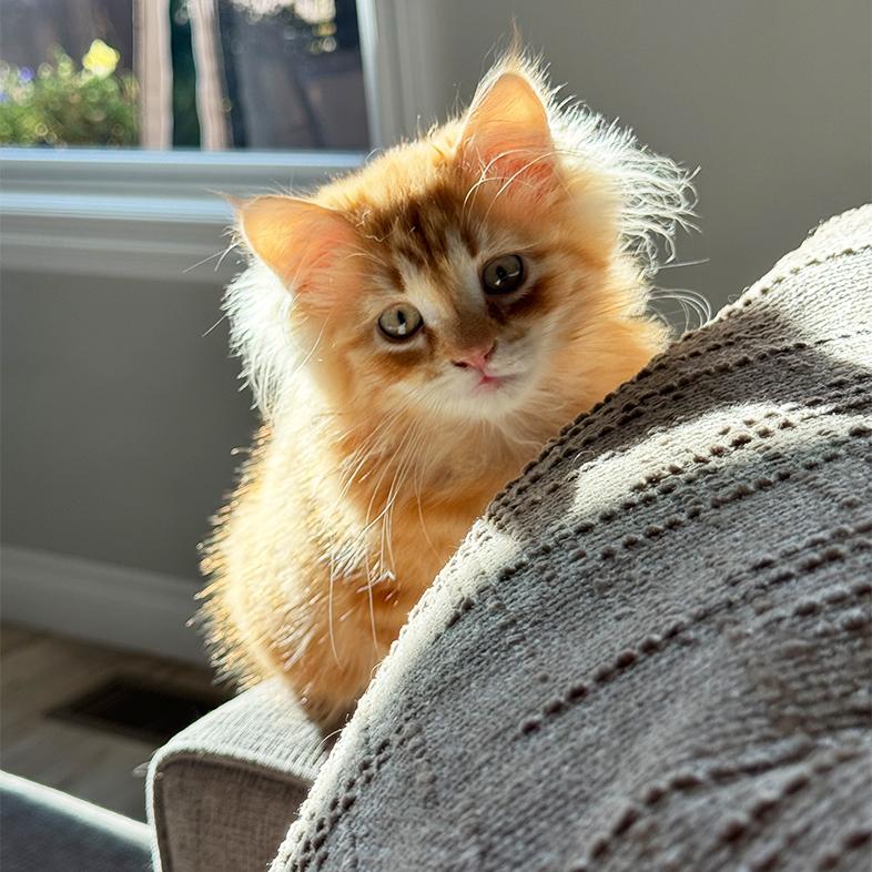 A small orange and white domestic long hair cat lying comfortably on the arm of a chair in a living room.