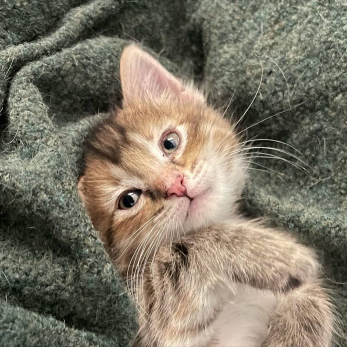 A small tabby kitten lying in the center of a green blanket.