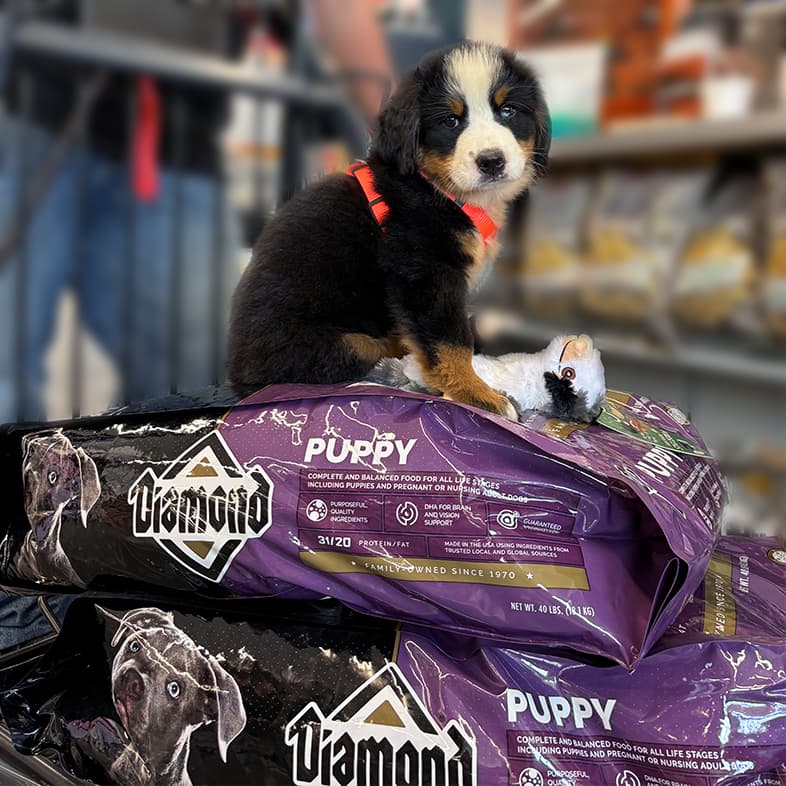 A small white, black and tan puppy riding in a shopping cart in a grocery store aisle while sitting on top of two bags of Diamond Puppy formula.