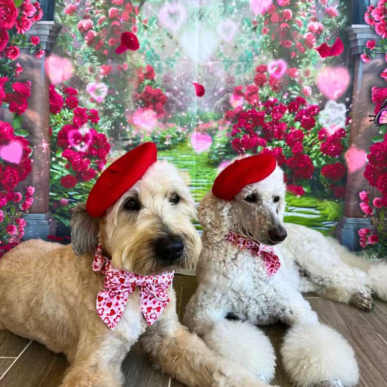 Two fluffy, white dogs lying together while wearing bright red berets and pink bowties with red hearts on them.