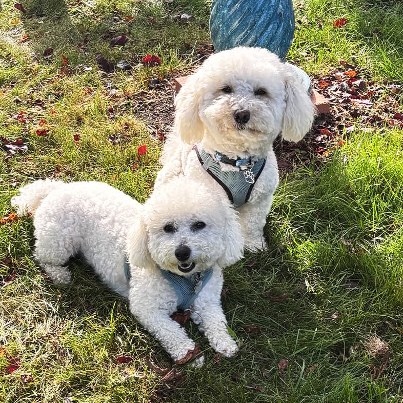 Two small white bichon frisé dogs wearing matching gray harnesses while sitting outside in green grass.