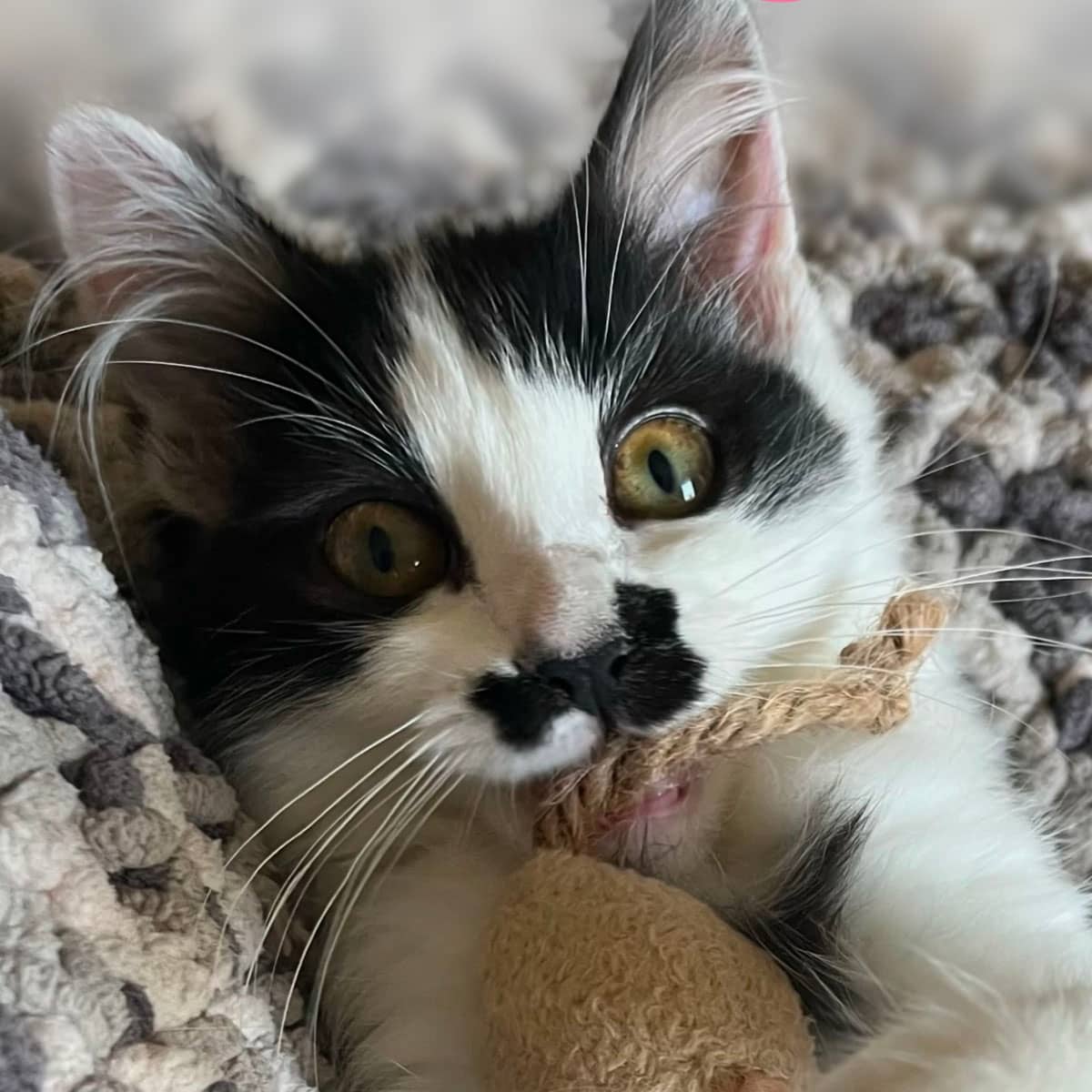 A white and black cat lying on its black holding a cat toy in its mouth.