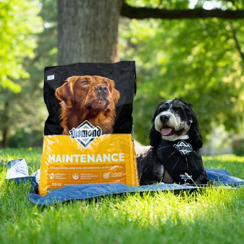 A white and black dog wearing a black Diamond Pet Foods-branded bandana lying on a blue blanket outside in the sun next to a bag of Diamond Maintenance Formula.