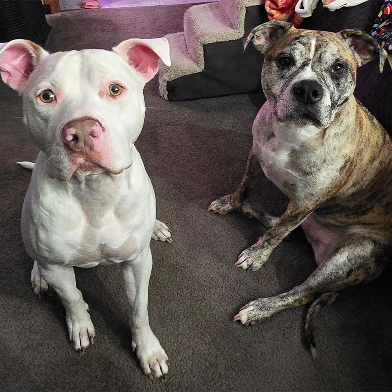 A white dog and a brindle dog sitting next to each other on the floor of a living room.
