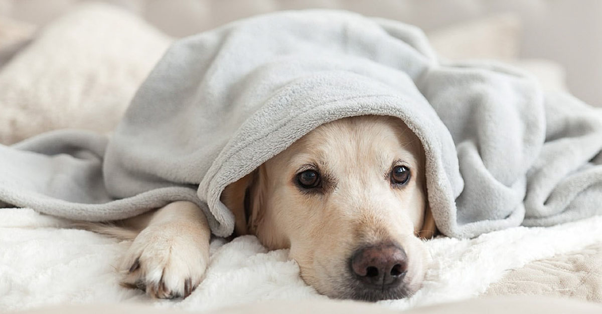 A yellow Labrador dog lying on a bed underneath a blanket looking sad.
