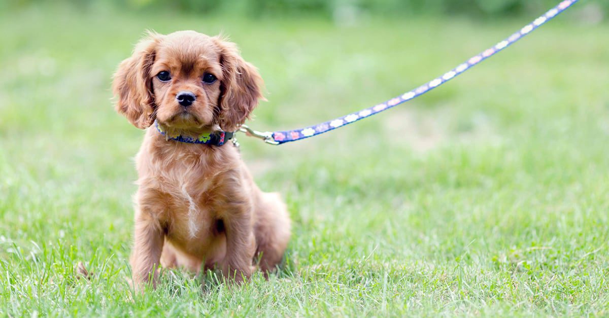 A young puppy on a leash sitting in the grass.